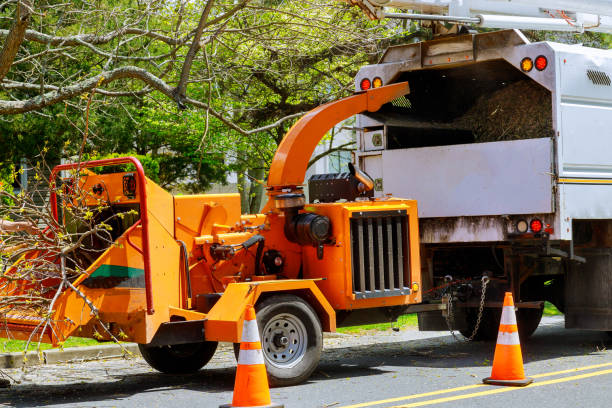 How Our Tree Care Process Works  in Chittenango, NY